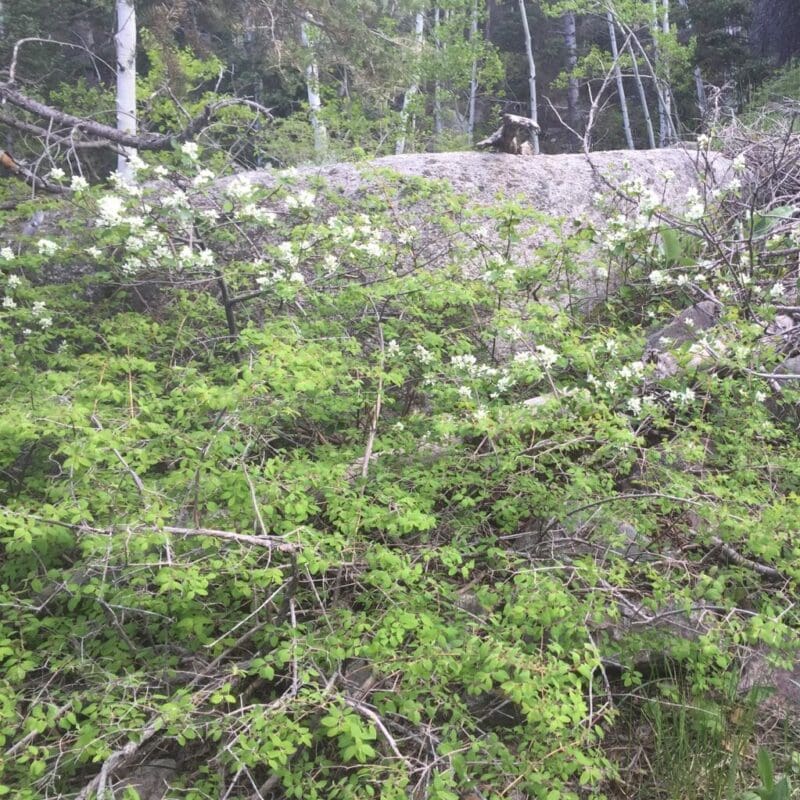 white flower on branches with green leave up in mountain shrub Western Mountain Snowberry. Scientific name: Symphoricarpos oreophilus