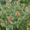 Scarlet Globemallow