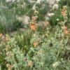 Scarlet Globemallow