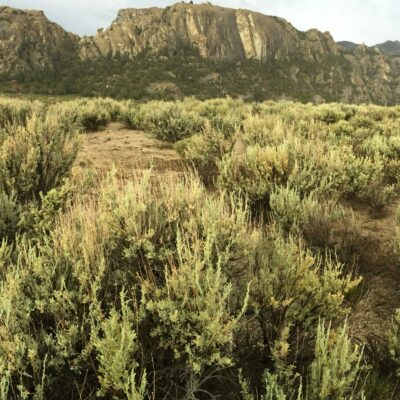 Wyoming Big Sagebrush in a western Utah scene, sage grouse habitat, Artemesia tridentata wyomingensis