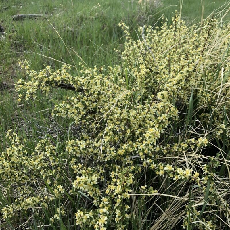 yellow flowers on shrub, Antelope Bitterbrush, PUTR. Scientific name: Purshia tridentata