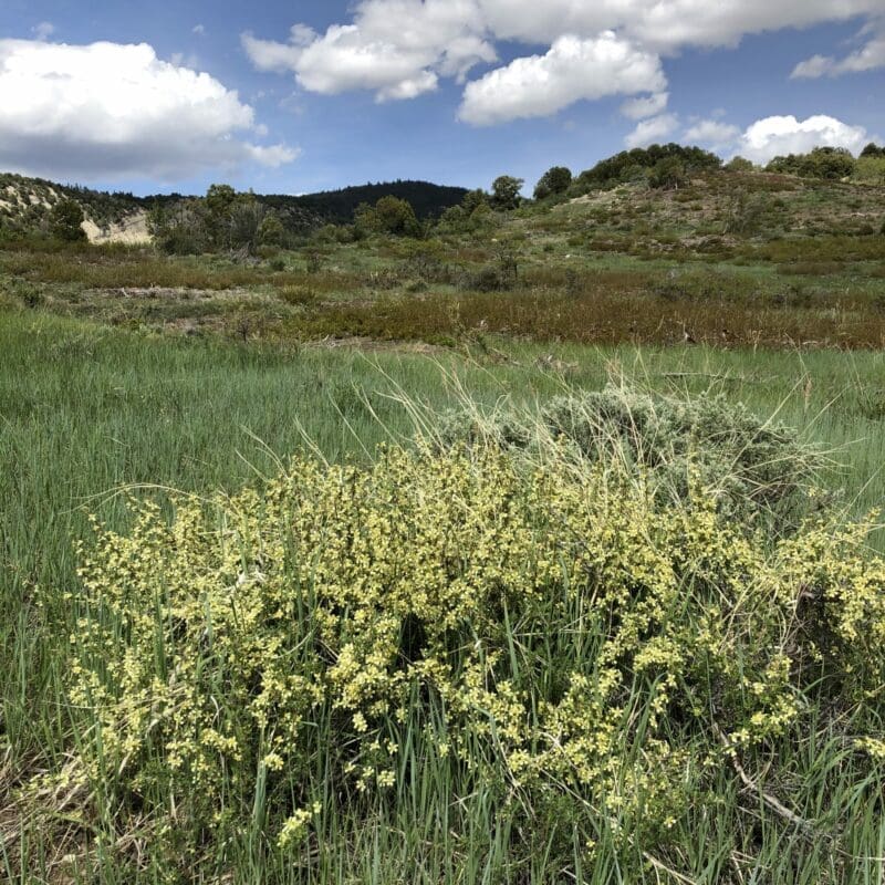 yellow flowers on branches in shrub, Antelope Bitterbrush, PUTR. Scientific name: Purshia tridentata