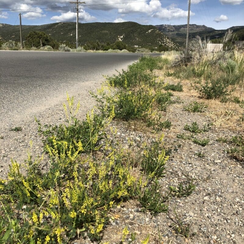 yellow flowers on stem with green leaves along roadside. Yellow Blossom Sweet Clover. Scientific name: Melilotus officinalis