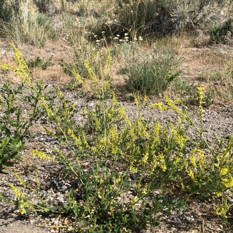 yellow flowers on green stem, Yellow Blossom Sweet Clover. Scientific name: Melilotus officinalis