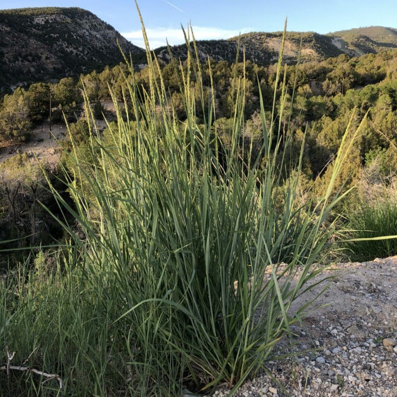 tall green seed head with tall green grass in rocky mountain area, Basin Wildrye. Scientific Name: Leymus cinerius, aka Elymus cinereus