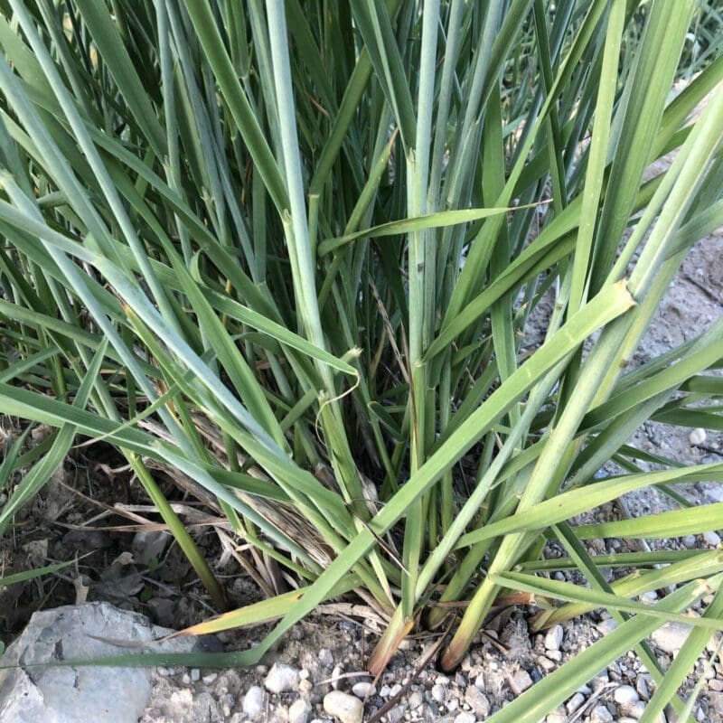 close up of root growing in rocky mountain area, Basin Wildrye. Scientific Name: Leymus cinerius, aka Elymus cinereus