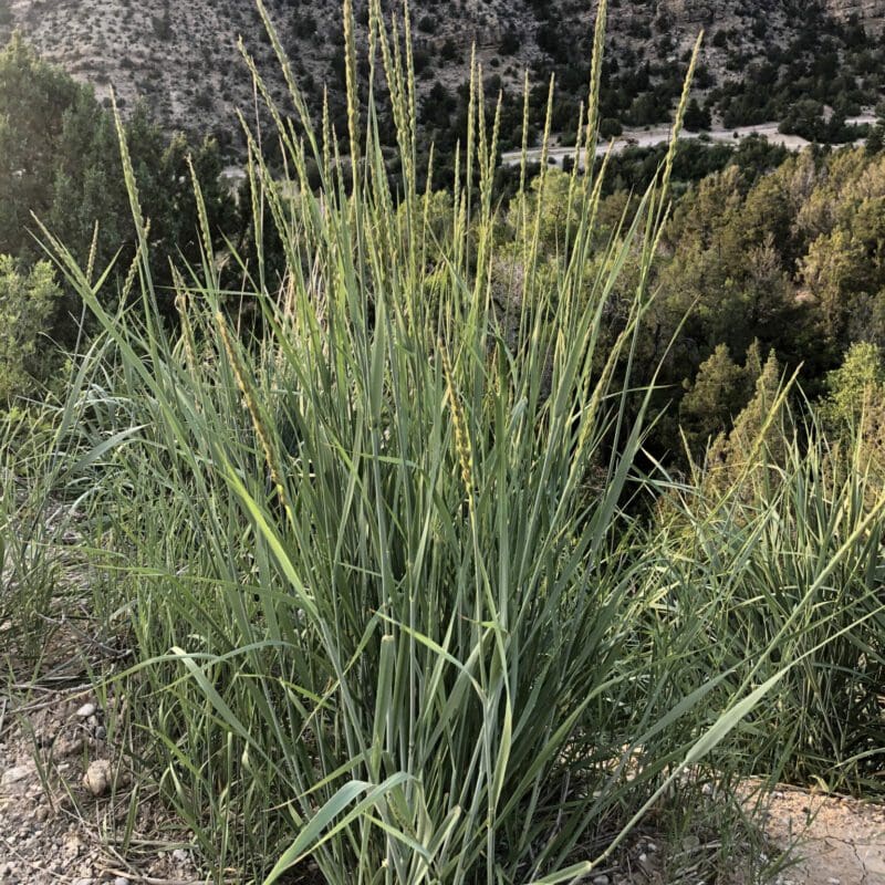 green seed head with tall green grass in mountain area, Basin Wildrye. Scientific Name: Leymus cinerius, aka Elymus cinereus