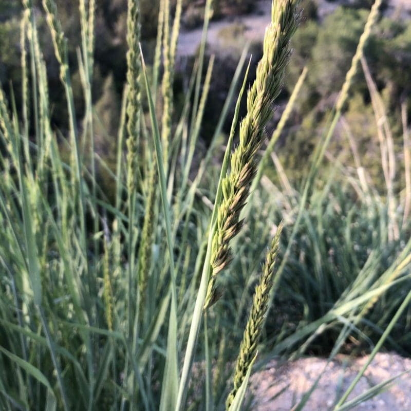 close shot of green seed head, Basin Wildrye. Scientific Name: Leymus cinerius, aka Elymus cinereus