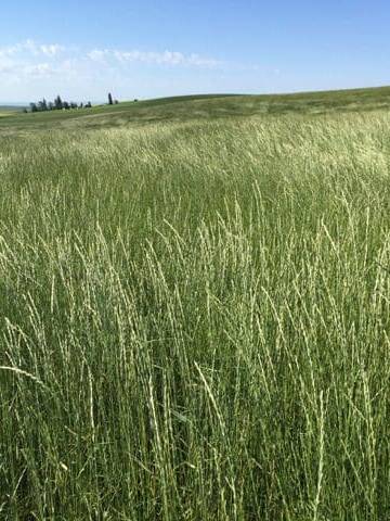 light/dark green bunchgrass Pryor Slender Wheatgrass, Elymus trachycaulus