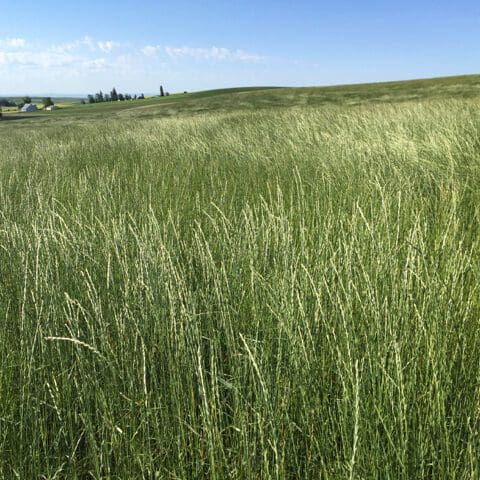 light/dark green bunchgrass Pryor Slender Wheatgrass, Elymus trachycaulus