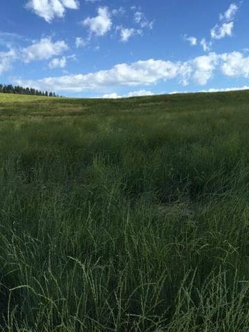 shady dark green field of Thickspike Wheatgrass. Scientific Name: Elymus lanceolatus