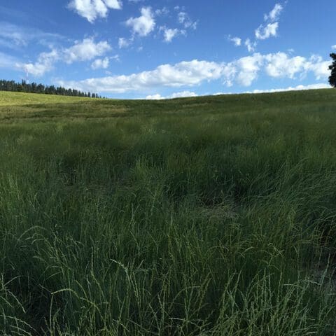 shady dark green field of Thickspike Wheatgrass. Scientific Name: Elymus lanceolatus