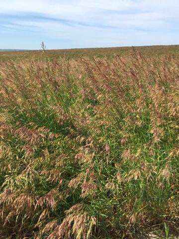 reddish/brown with green leaves field of Smooth Bromegrass. Scientific Name: Bromus inermis