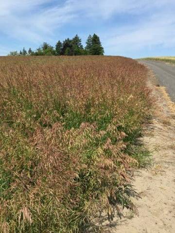 redish/brown wheat top with green leaves, Manchar Bromegrass Scientific Name: Bromus inermis