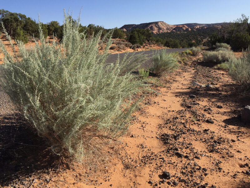 Sand Sagebrush Great Basin Seed Artemesia filifolia