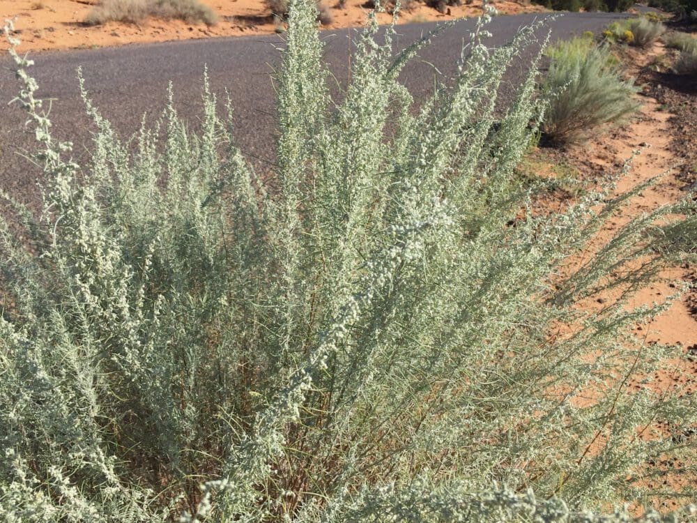 Sand Sagebrush Artemesia filifolia Great Basin Seed