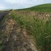 Tall growing grass with many seeds in the seed head. Scientific Name: Phalaris arundinacea