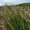 tan/golden color wheat top with green leaf stem, Reed Canarygrass. Scientific Name: Phalaris arundinacea