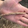 close up of wheatgrass top of Reed Canarygrass. Scientific Name: Phalaris arundinacea