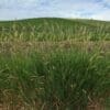 Green stemmed grass with long pointed leaves and golden/grey tips. Scientific Name: Phalaris arundinacea