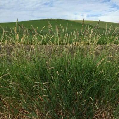 Green stemmed grass with long pointed leaves and golden/grey tips. Scientific Name: Phalaris arundinacea