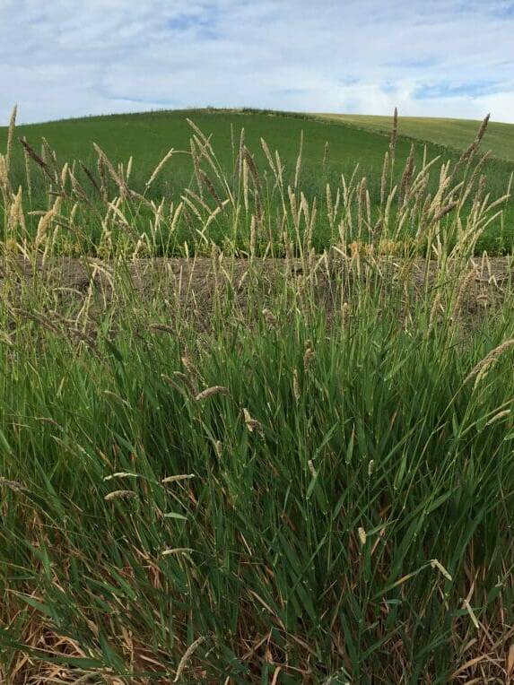 Green stemmed grass with long pointed leaves and golden/grey tips. Scientific Name: Phalaris arundinacea