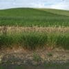 Green stemmed bunch grass with golden tips about 3 feet tall. Scientific Name: Phalaris arundinacea