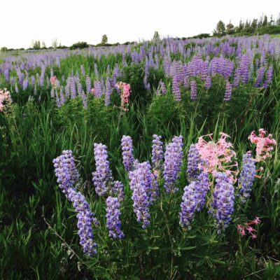 Mountain Lupine