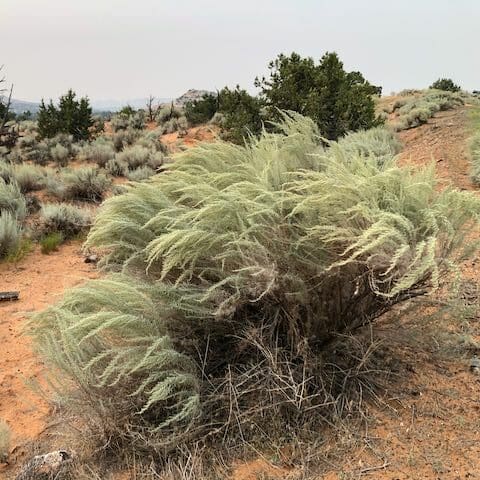 aromatic shrub with threadlike silvery leaves Sand Sagebrush, Scientific Name: artemisia filifolia