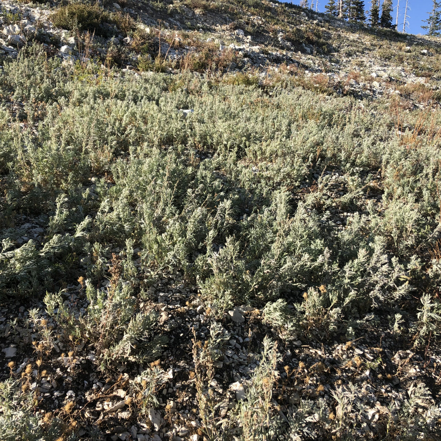 Louisiana Sage Artemisia ludoviciana Great Basin Seeds