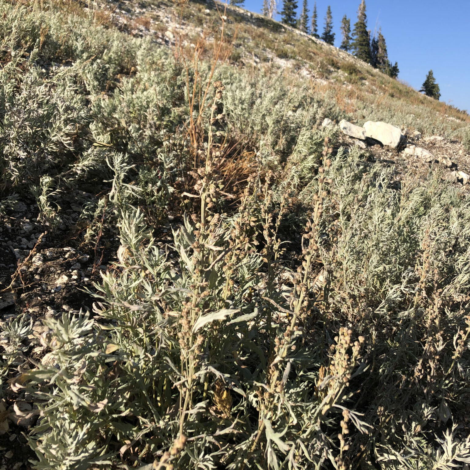 Louisiana Sage Artemisia ludoviciana Great Basin Seeds