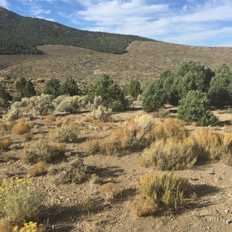 golden color brush of sparse Black Sagebrush, artemisia nova. Scientific name: Artemesia nova