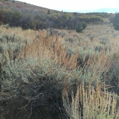 golden color plant top with light green leaf stem, Mountain Big Sagebrush, Artemisia tridentata tridentata. Scientific name: Artemsia tridentatat vasseyena