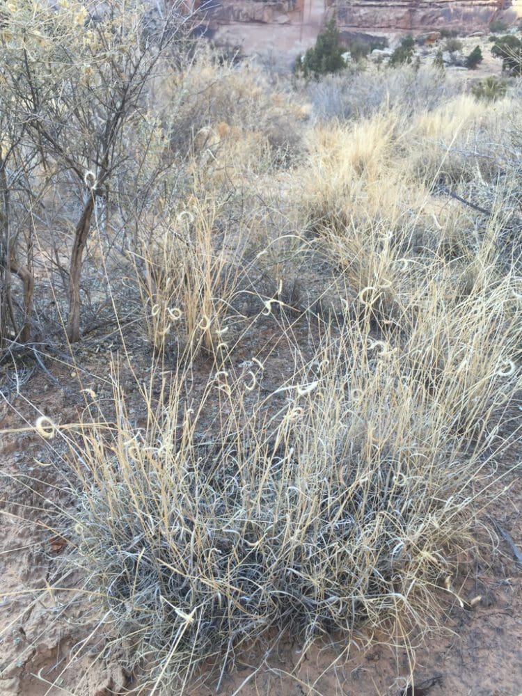 Blue Grama (Bouteloua gracilis) Great Basin Seeds
