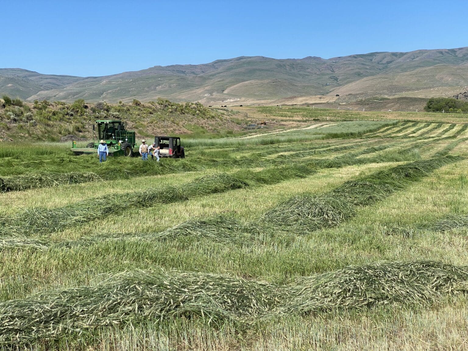 Dryland Pasture Seed Mix Great Basin drought tolerant grasses