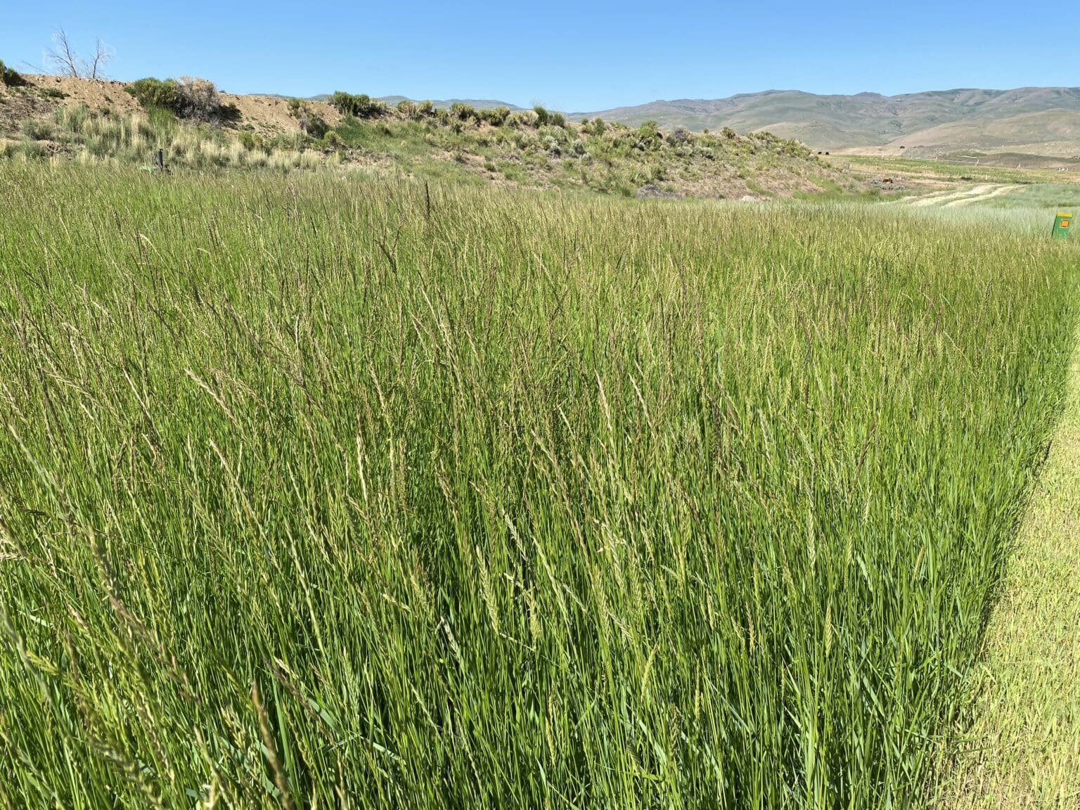 Dryland Pasture Seed Mix Great Basin drought tolerant grasses