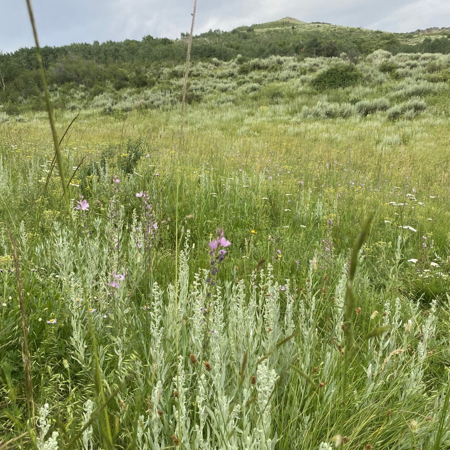 Louisiana Sage Artemisia ludoviciana Great Basin Seeds