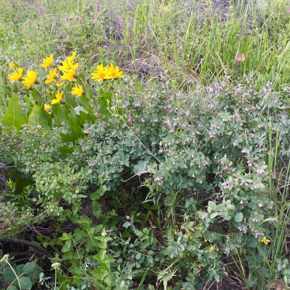 Common Snowberry - Coastal Interpretive Center