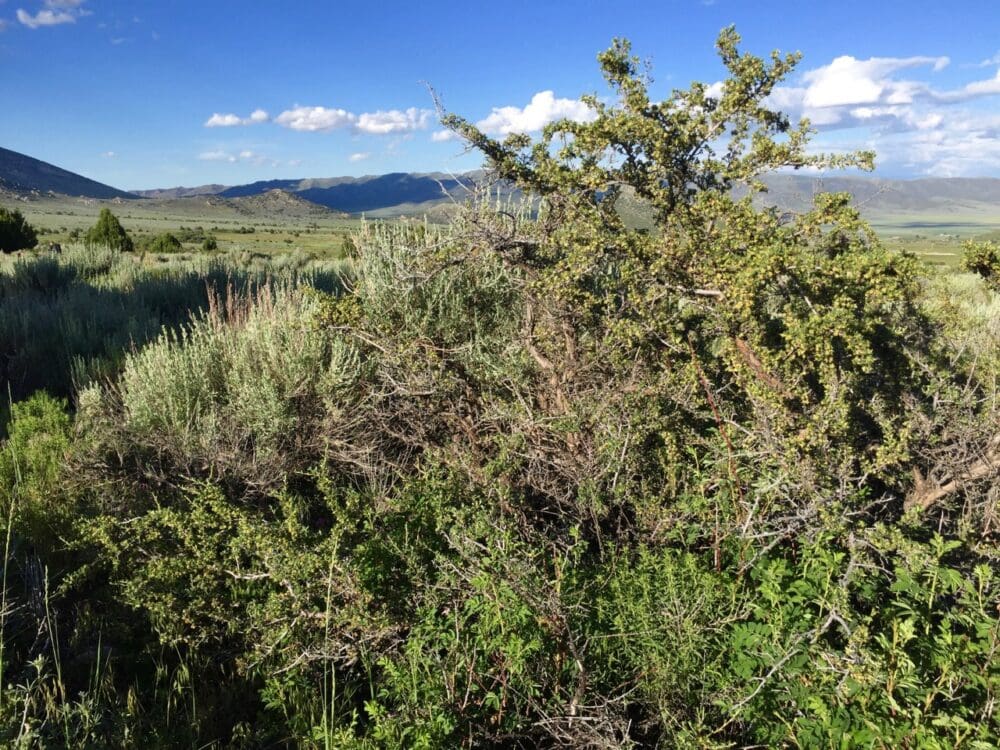 Antelope Bitterbrush Purshia tridentata Great Basin Seeds