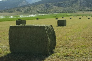 Lander Alfalfa near Ephraim, UT