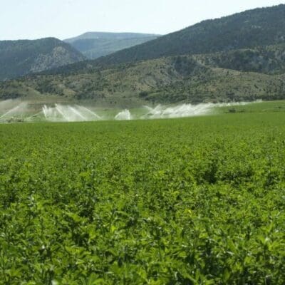 Crop with greenplant growing with many leaves, in an area with high salt in the soil. Salt Tolerant Alfalfa. Scientific name: Medicago Sativa