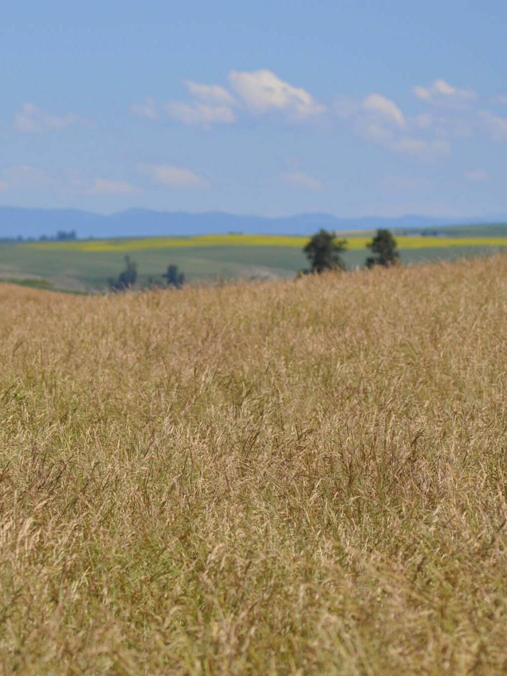 yellow/green field of Idaho Fescue