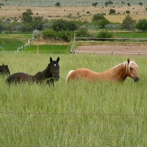 horses in a field of dryland pasture mix