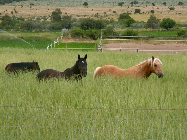 Dryland Pasture Mix