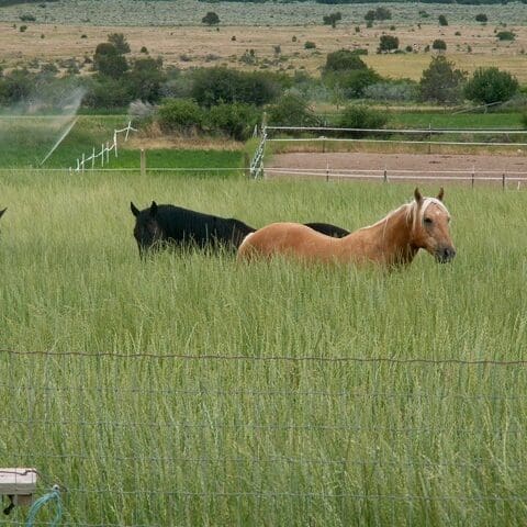 Alpaca and Llama Pasture Seed - Great Basin Seeds - Pasture for Llama and  Alpaca