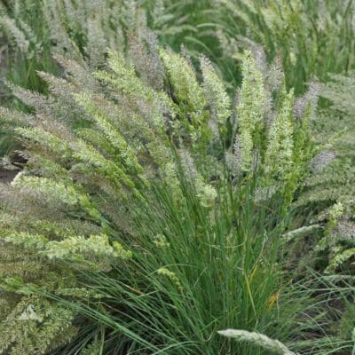 yellow/green crested hair-grass on tall green stem, Prairie Junegrass. Scientific Name: Koeleria Macrantha