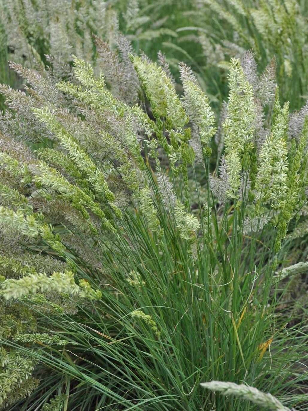 yellow/green crested hair-grass on tall green stem, Prairie Junegrass. Scientific Name: Koeleria Macrantha