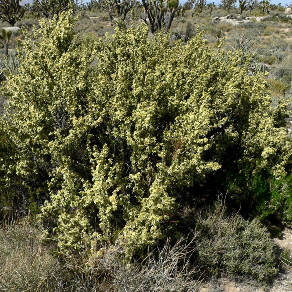 Desert Bitterbrush Purshia glandulosa Great Basin Seeds