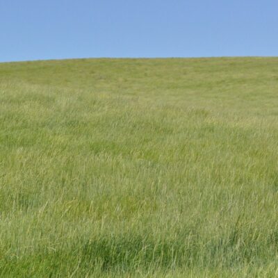 green field of wheatgrass, Steambank Wheatgrass. Scientific name: Elymus lanceolatus psammophilus