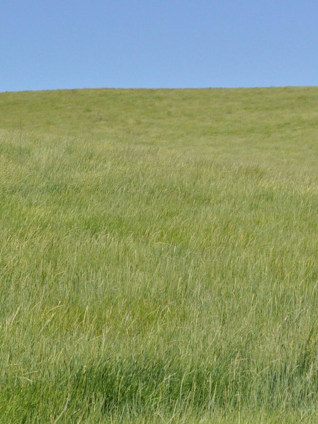 green field of wheatgrass, Steambank Wheatgrass. Scientific name: Elymus lanceolatus psammophilus